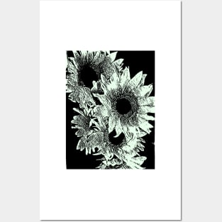 Sunflowers in Black and White Posters and Art